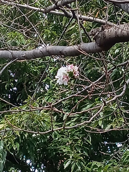 綾瀬市役所に咲く桜の写真