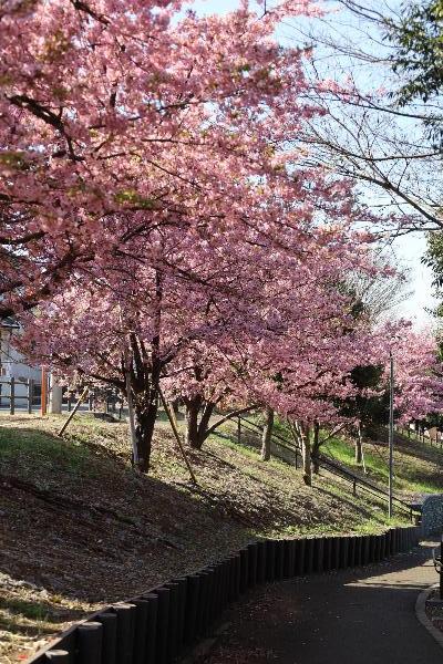 風の公園の河津桜