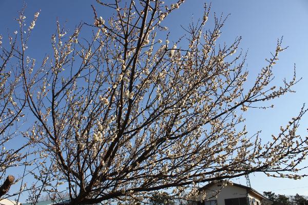 落合地区に咲く梅の写真