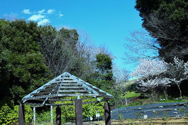 城山公園に咲く桜の写真