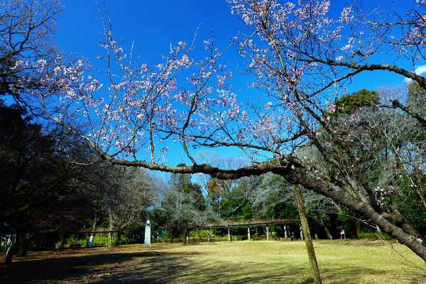 城山公園桜の広場の様子