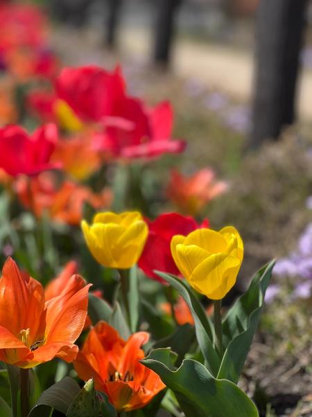 深谷中央2号公園に咲くチューリップの写真