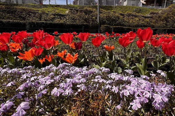 深谷中央2号公園に咲くチューリップの写真
