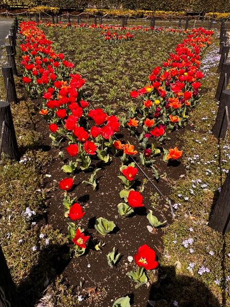 深谷中央2号公園に咲くチューリップの写真