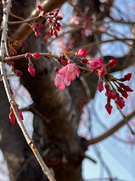 風の公園に咲く枝垂れ桜の写真