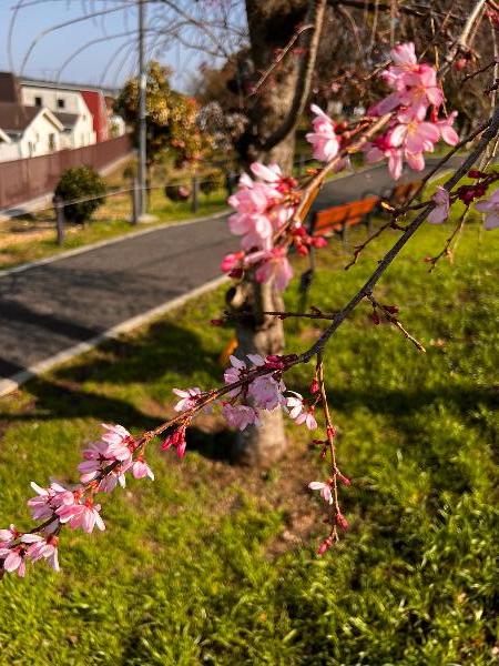 風の公園に咲く枝垂れ桜の写真