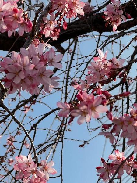 風の公園に咲く枝垂れ桜の写真