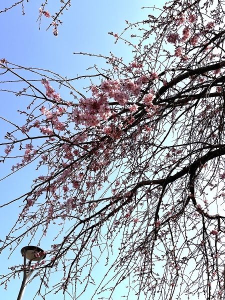 風の公園に咲く枝垂れ桜の写真