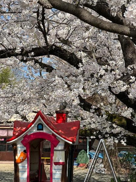 落合地区の幼稚園に咲く桜の写真