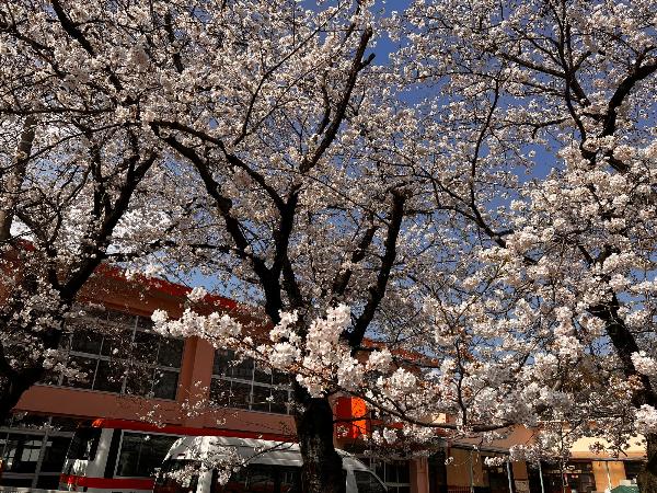 落合地区の幼稚園に咲く桜の写真