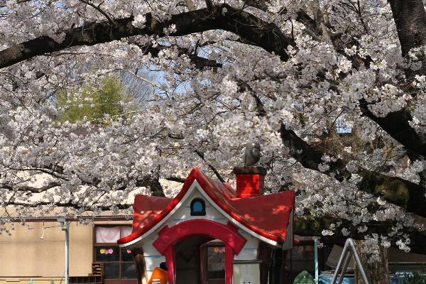 落合地区の幼稚園に咲く桜の写真