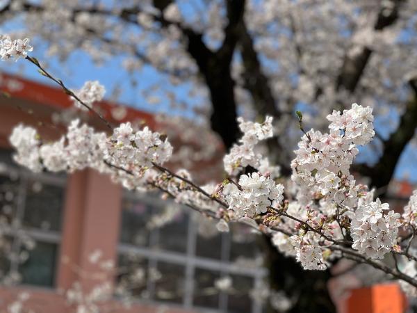 落合地区の幼稚園に咲く桜の写真