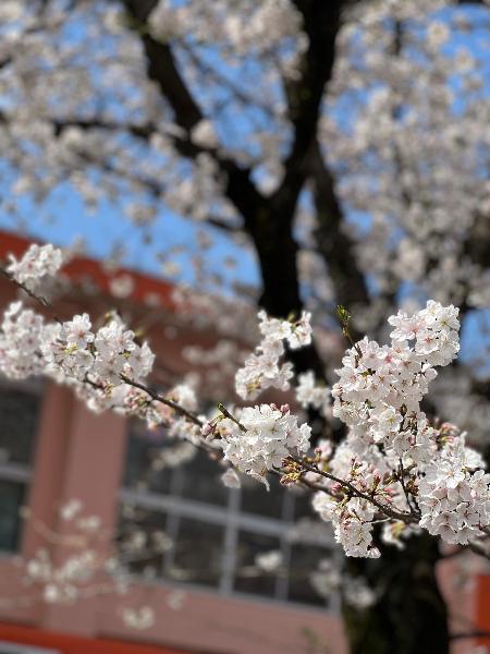 落合地区の幼稚園に咲く桜の写真