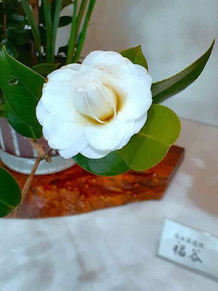 白いツバキの写真