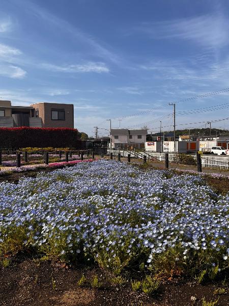 深谷中央2号公園に咲くネモフィラ