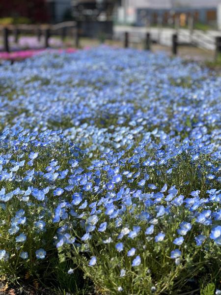 深谷中央2号公園に咲くネモフィラ