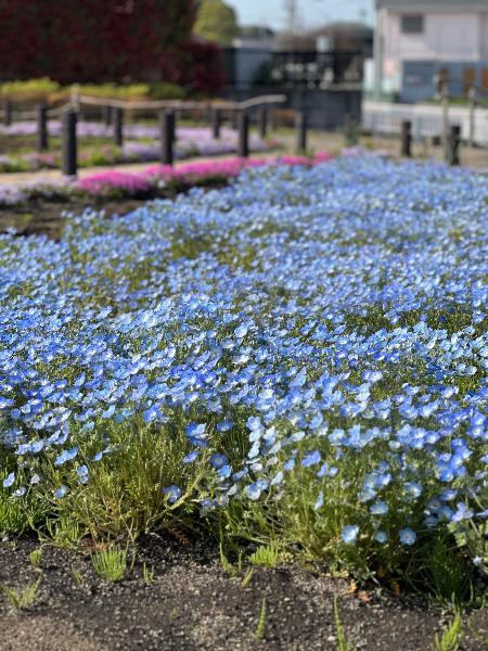 深谷中央2号公園に咲くネモフィラ