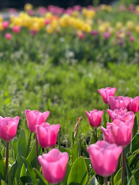 深谷中央2号公園に咲くチューリップ