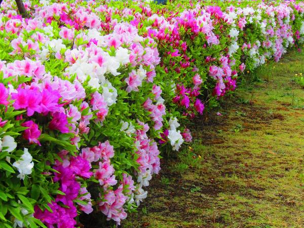 深谷地区で咲くツツジの花