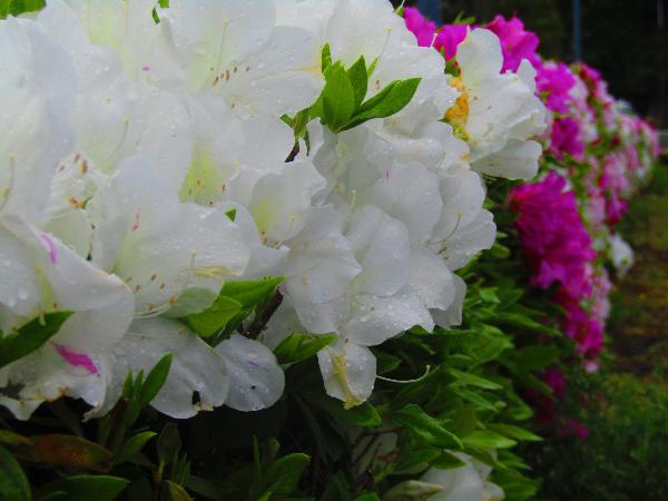 深谷地区で咲くつつじの花