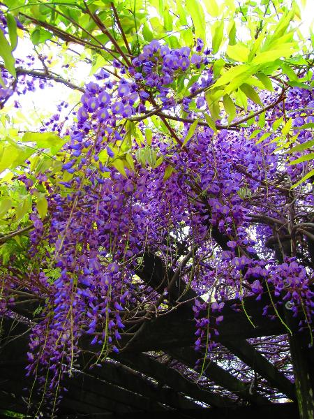 綾南公園で咲く藤の花