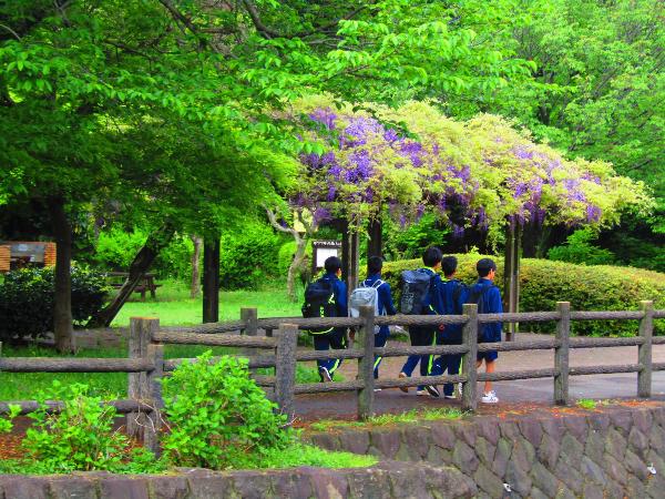 綾南公園で咲く藤の花