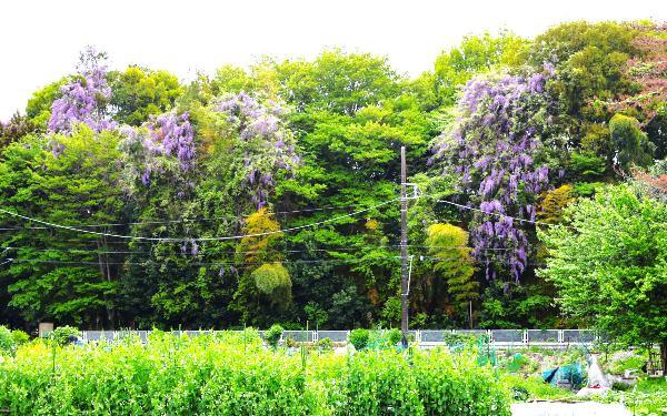 藤の花
