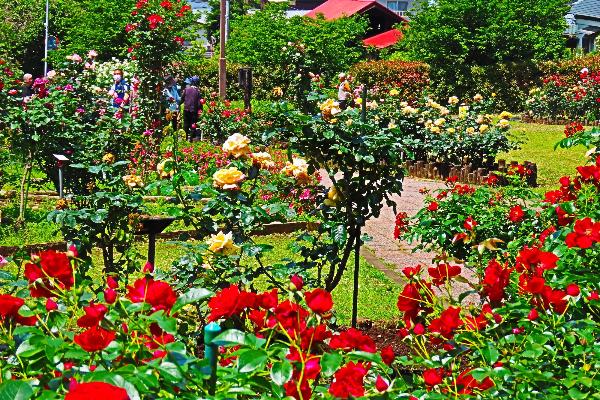 城山公園で咲くバラの花