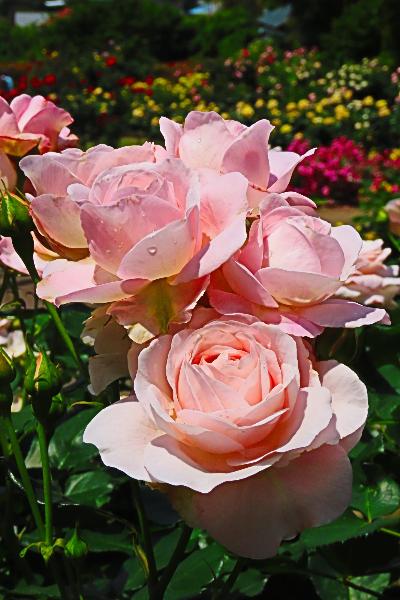城山公園で咲くバラの花