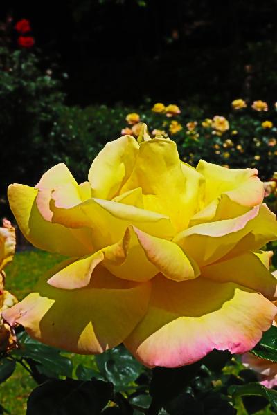 城山公園で咲くバラの花