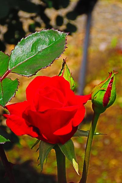 城山公園で咲くバラの花