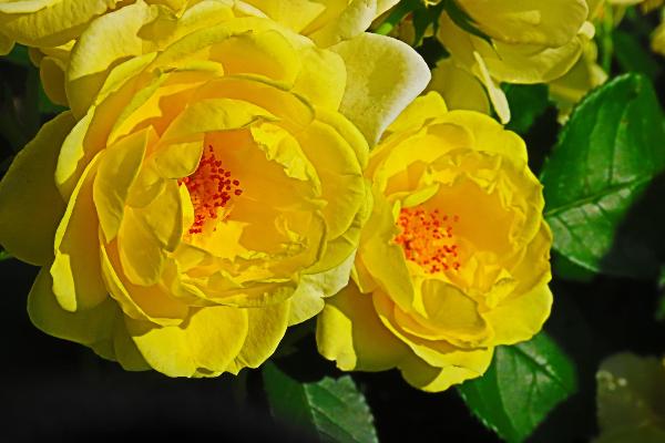 城山公園で咲くバラの花