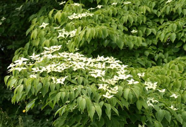 天に向かって咲く白い花「ヤマボウシ」