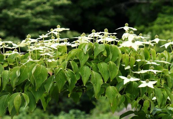 天に向かって咲く白い花「ヤマボウシ」