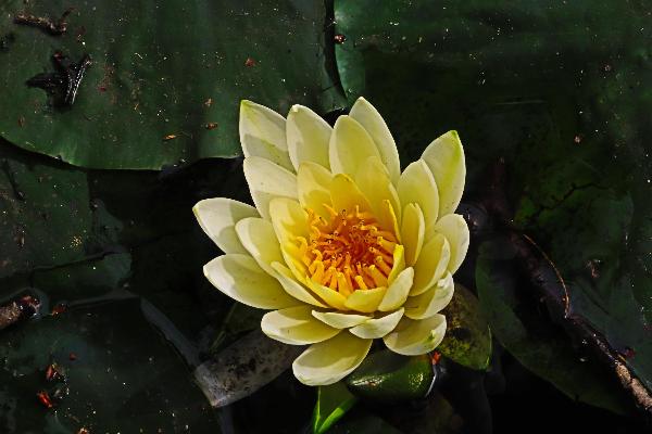 綾南公園で咲くスイレンの花