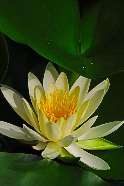 綾南公園で咲くスイレンの花