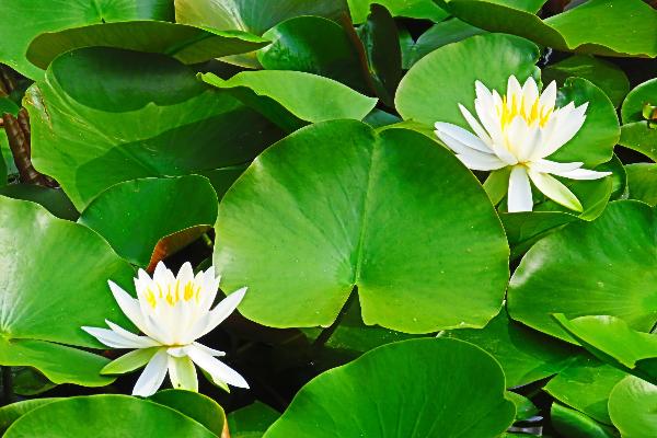 綾南公園で咲くスイレンの花
