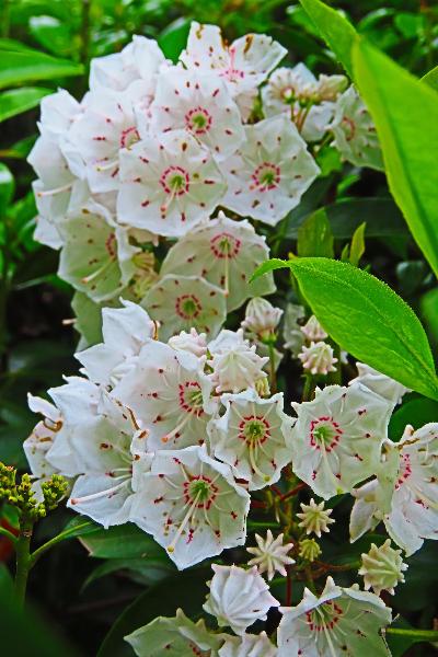 綾南公園で咲くカルミアとみられる花