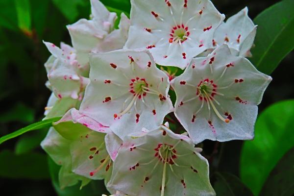 綾南公園で咲くカルミアとみられる花