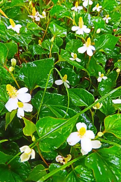不聞山ちびっこ広場で咲くドクダミの群集