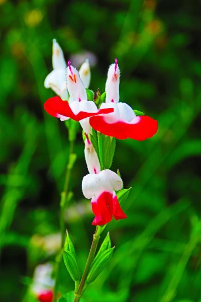 綾西公園で咲くチェリーセージとみられる花