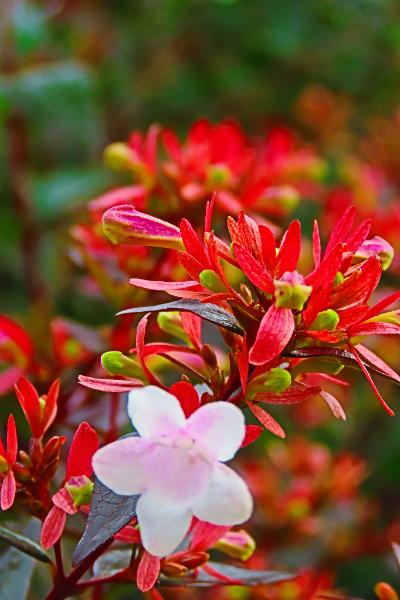 蟹ヶ谷公園で咲く花