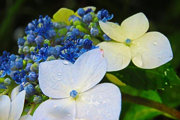 取内の森で咲くアジサイの花