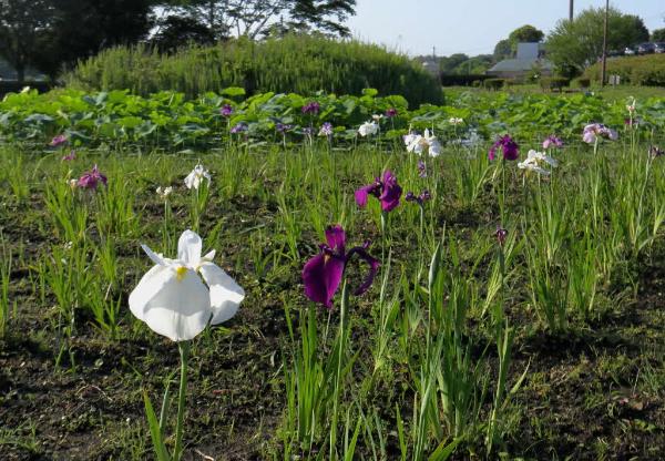 蟹ヶ谷公園のハナショウブ
