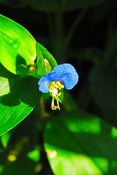 綾南公園で咲く季節花