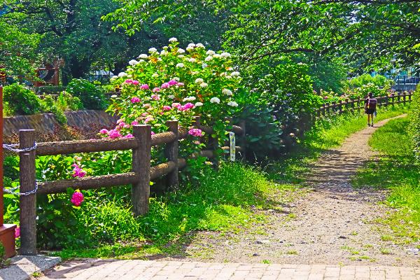 綾南公園で咲く季節花