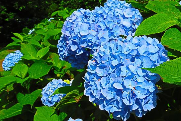綾南公園で咲く季節花