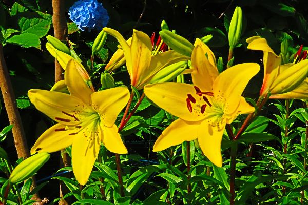 綾南公園で咲く季節花