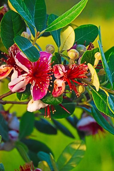 早川地区で咲くフェイジョアと思われる花