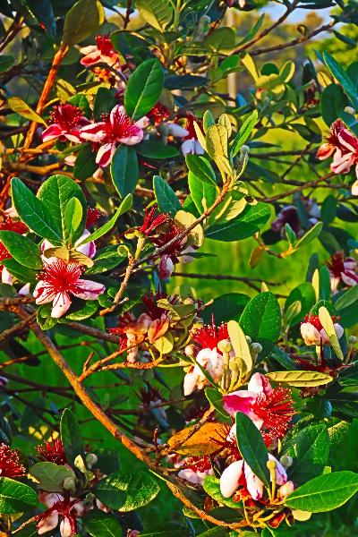 早川地区で咲くフェイジョアと思われる花